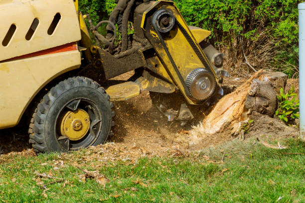 Best Tree Disease Treatment  in Theresa, WI